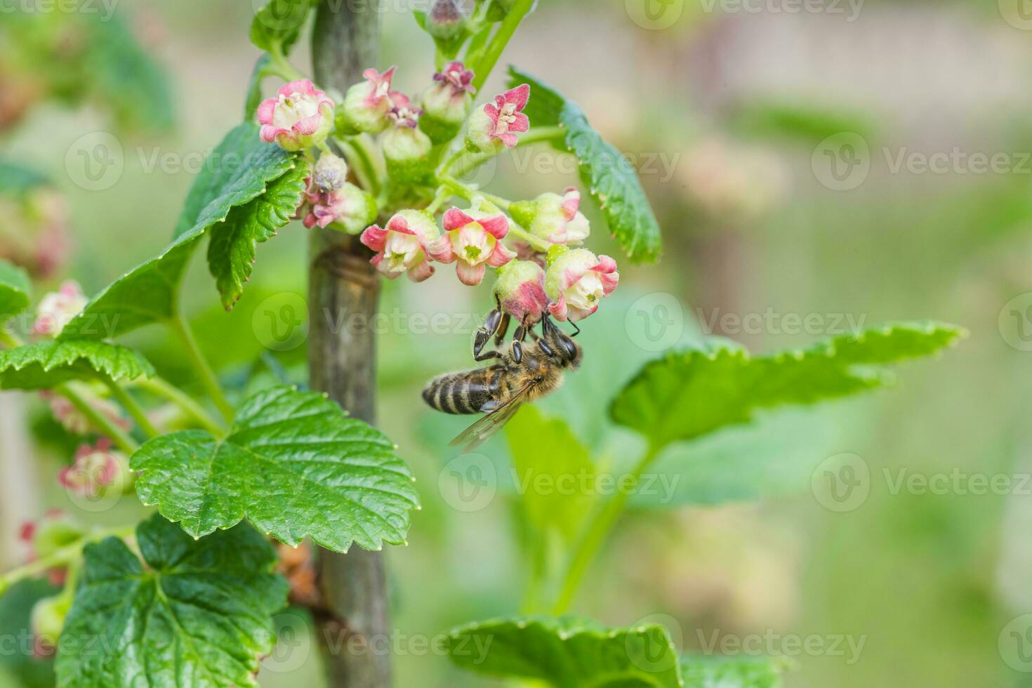 Grosella, costillas uva-crispa floreciente en primavera. flor costillas Grossularia de cerca en contra antecedentes de hojas. ramas y joven dispara de Fruta arbusto. foto