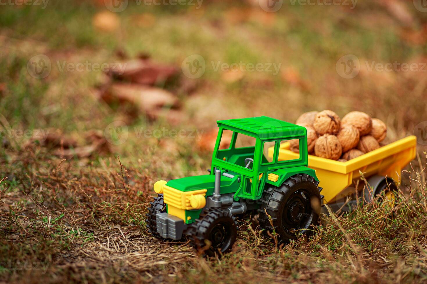 Green tractor carries nuts in the back. Toy tractor with a crop of ripe walnuts. Autumn photophone. photo