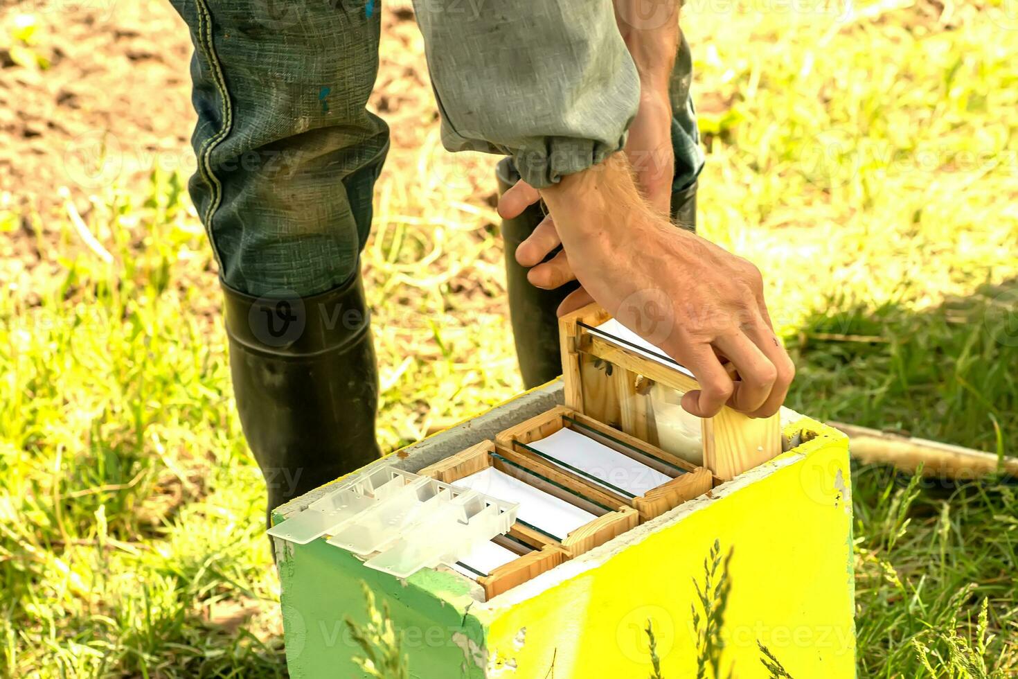 Beekeeper holding a small Nucleus with a young queen bee. Breeding of queen bees. Beeholes with honeycombs. Preparation for artificial insemination bees. Natural economy. Queen Bee Cages photo