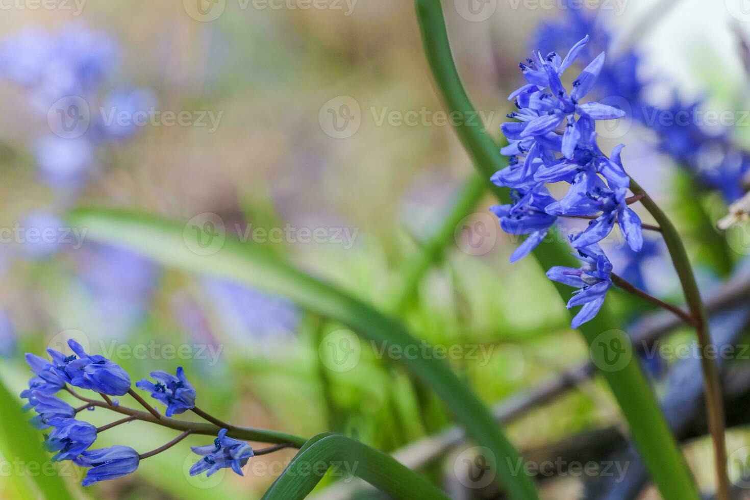 Blue flowers of the Scilla Squill blooming in April. Bright spring flower of Scilla Bifolia closeup photo