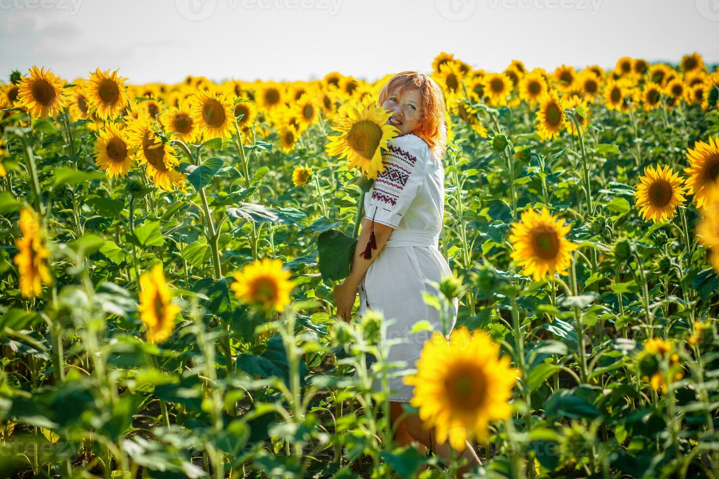 Woman in an embroidery on the field with sunflowers. Girl in the national Ukrainian costume on the background of a field with yellow sunflowers. Ukraine's Independence Day. photo
