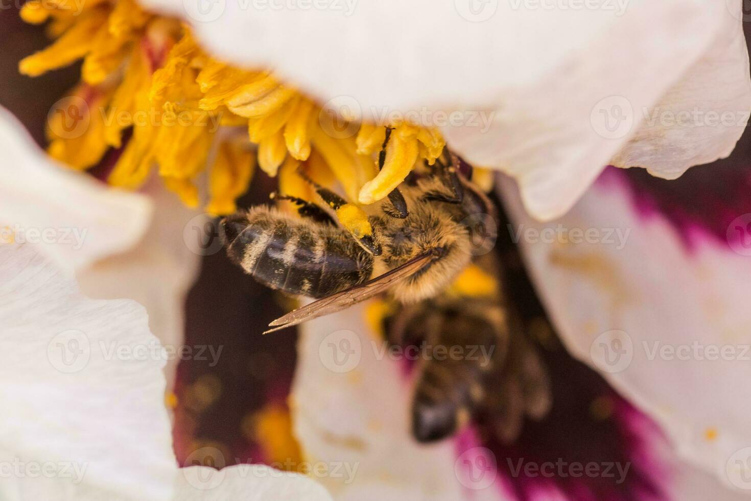 Bees collect pollen from Paeonia suffruticosa, tree peony or paeony flower. photo