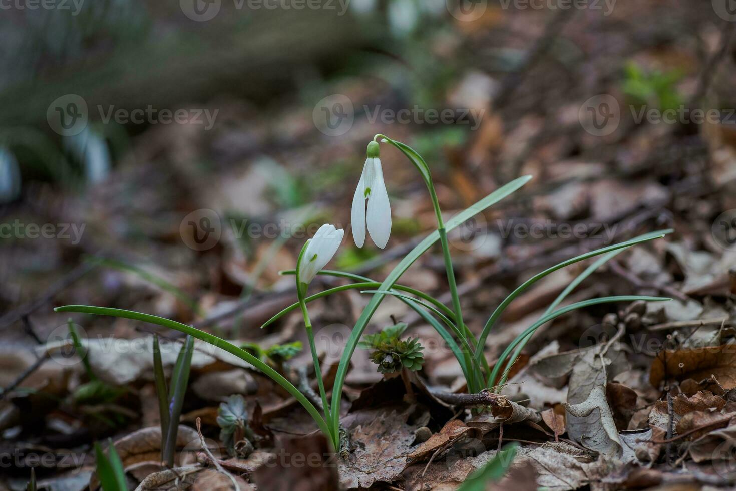 galanto, campanilla de febrero Tres flores en contra el antecedentes de arboles foto