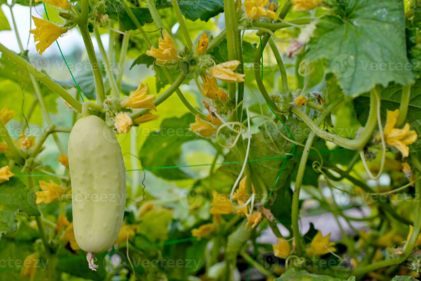 One white type angel cucumber on a bed among yellow flowers. Hybrid varieties of cucumbers in the garden. photo