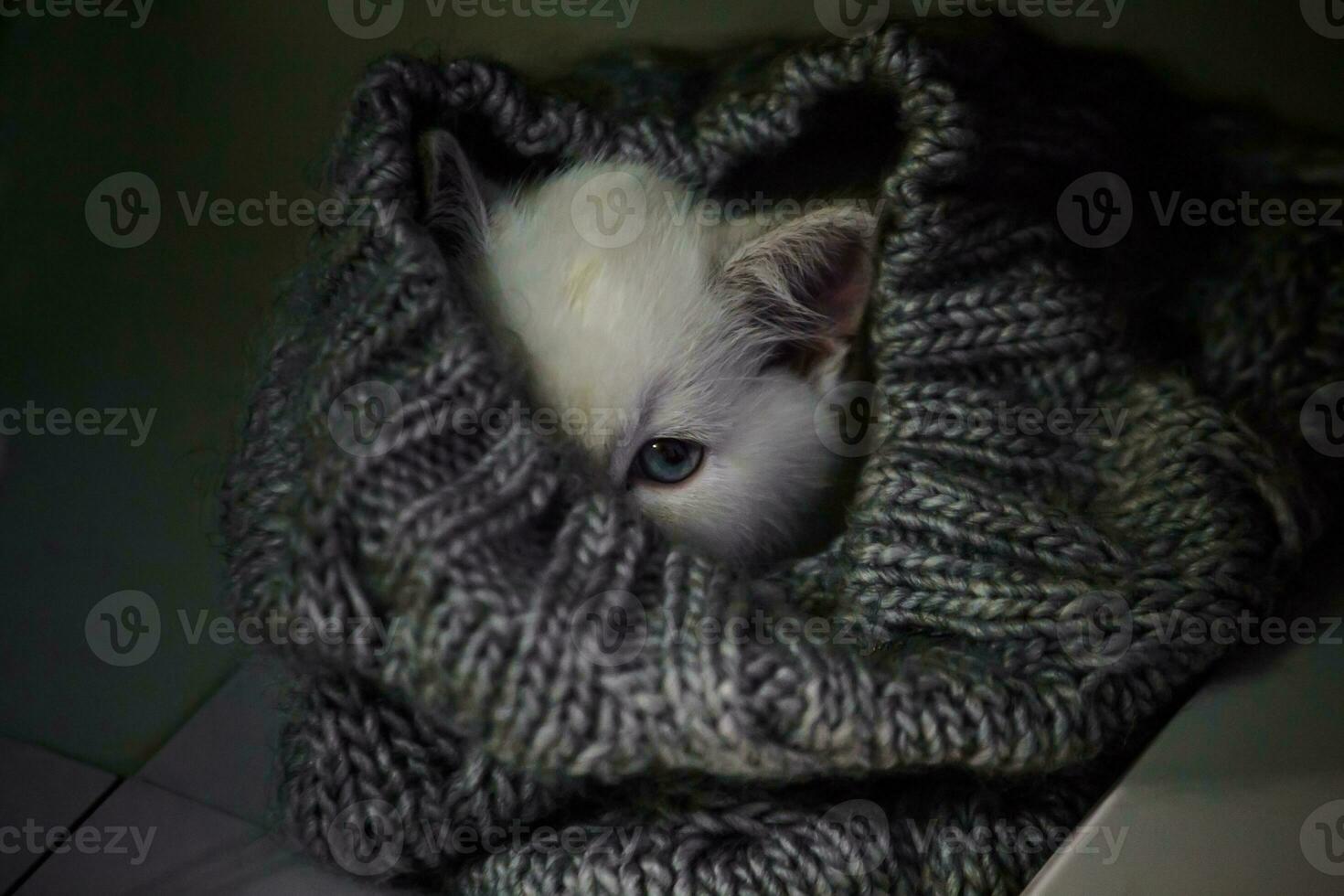 Scared kitten hiding in a gray cap. Soft focus photo