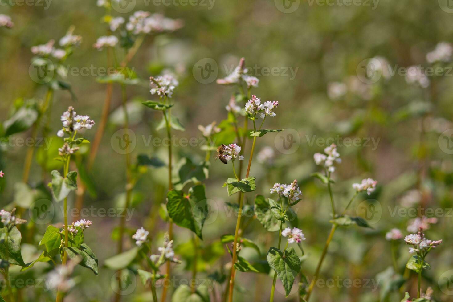 Field of buckwheat on a background of a stormy sky. Buckwheat, Fagopyrum esculentum, Japanese buckwheat and silverhull buckwheat blooming on the field. Close-up flowers of buckwheat photo