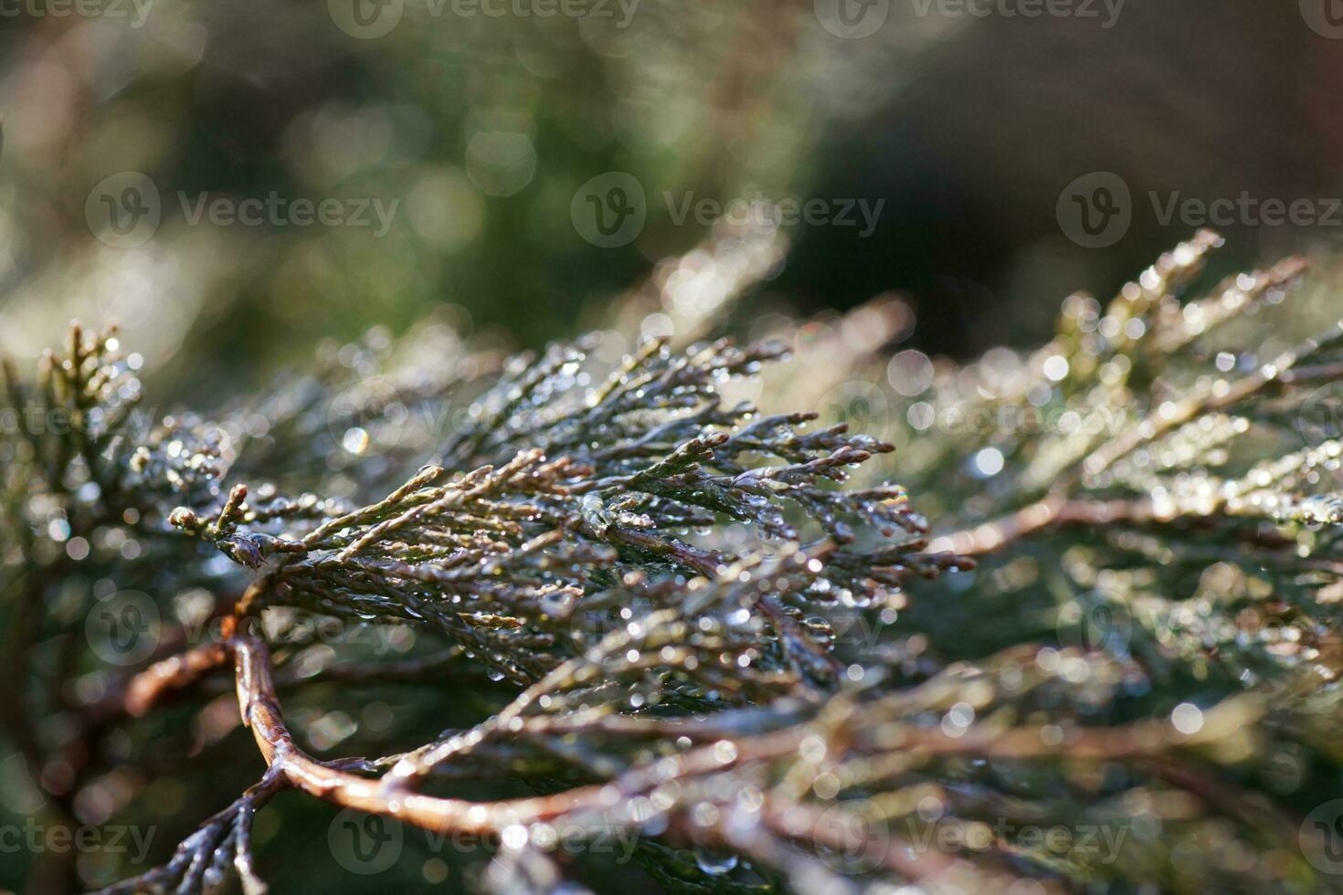 Drops of dew on juniper. Green juniper branches in the spring sun. Outdoor shooting with yellow blur and bokeh in garden background photo