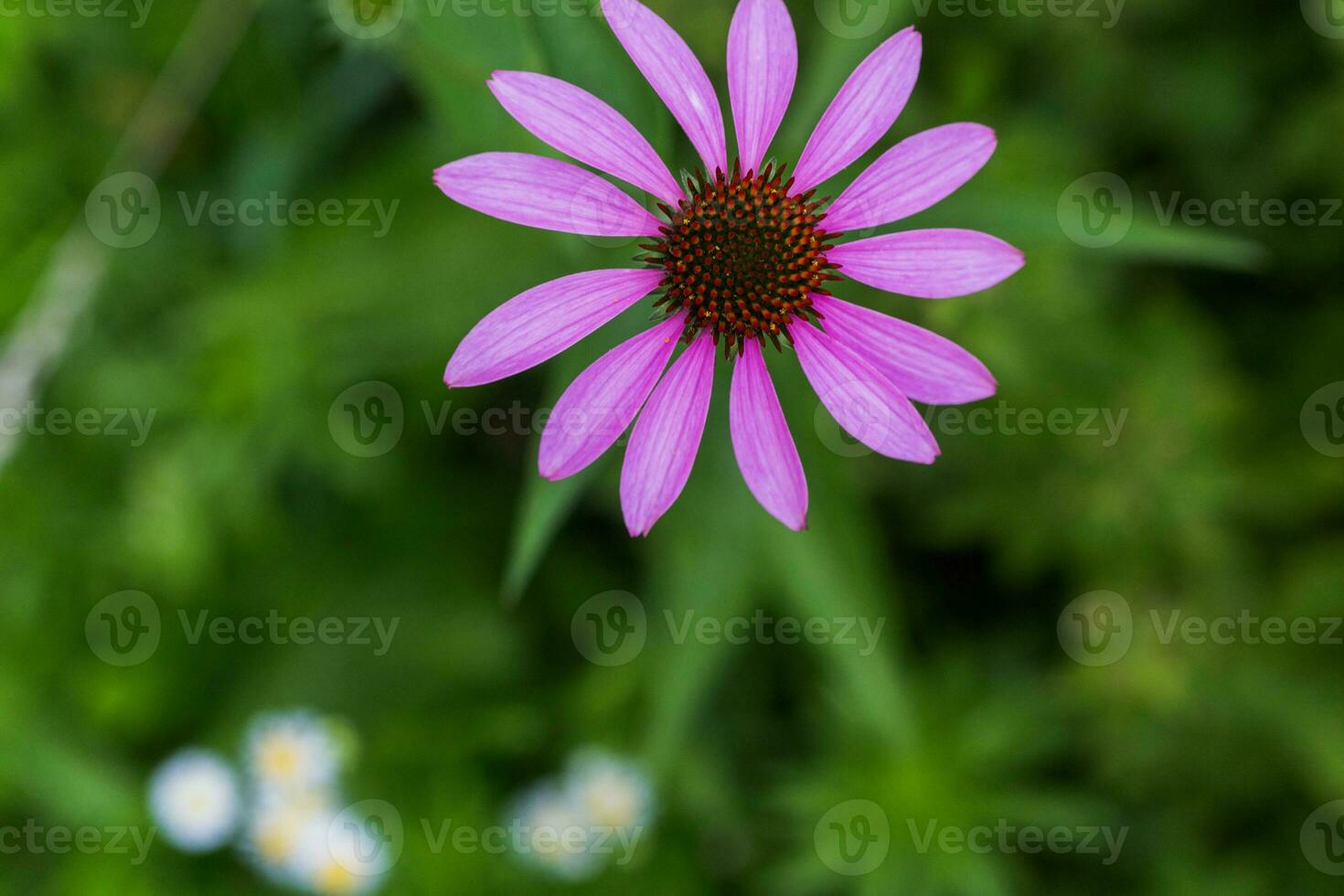 Echinacea flower close-up on a green background. Large garden daisy in the center for the background on the phone screen or monitor. photo