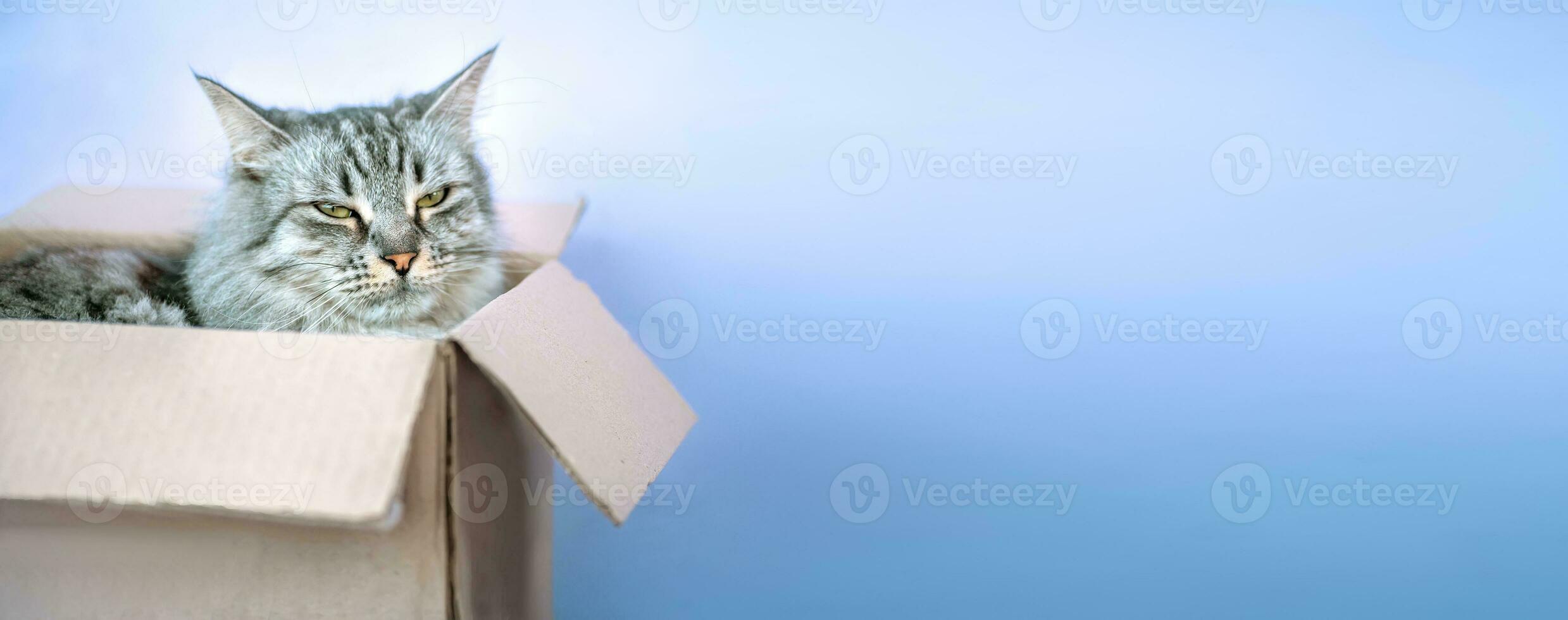 Grey striped cat in mail cardboard box. Shipment of goods during coronavirus. concept of mail and delivery post photo