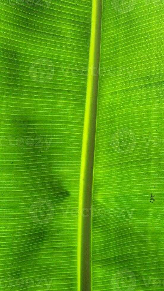 Banana leaf texture background, close up of green banana leaf. photo