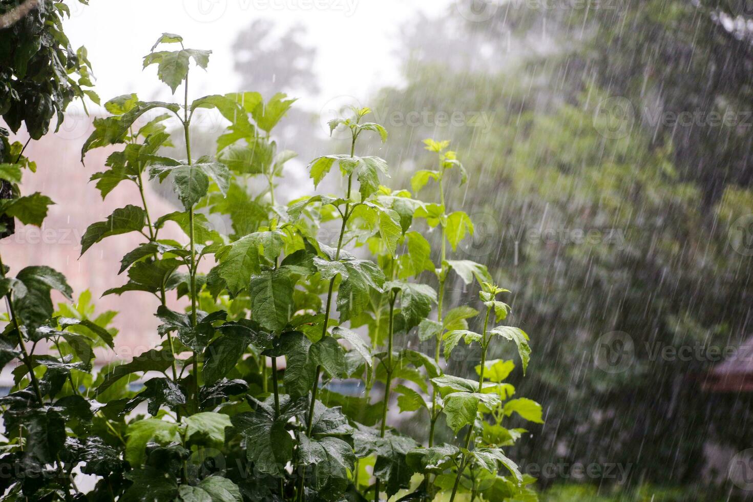 A heavy downpour. photo