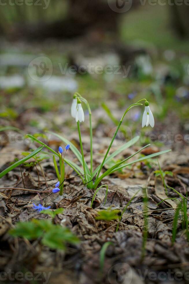 Galanthus, snowdrop three flowers against the background of trees. photo