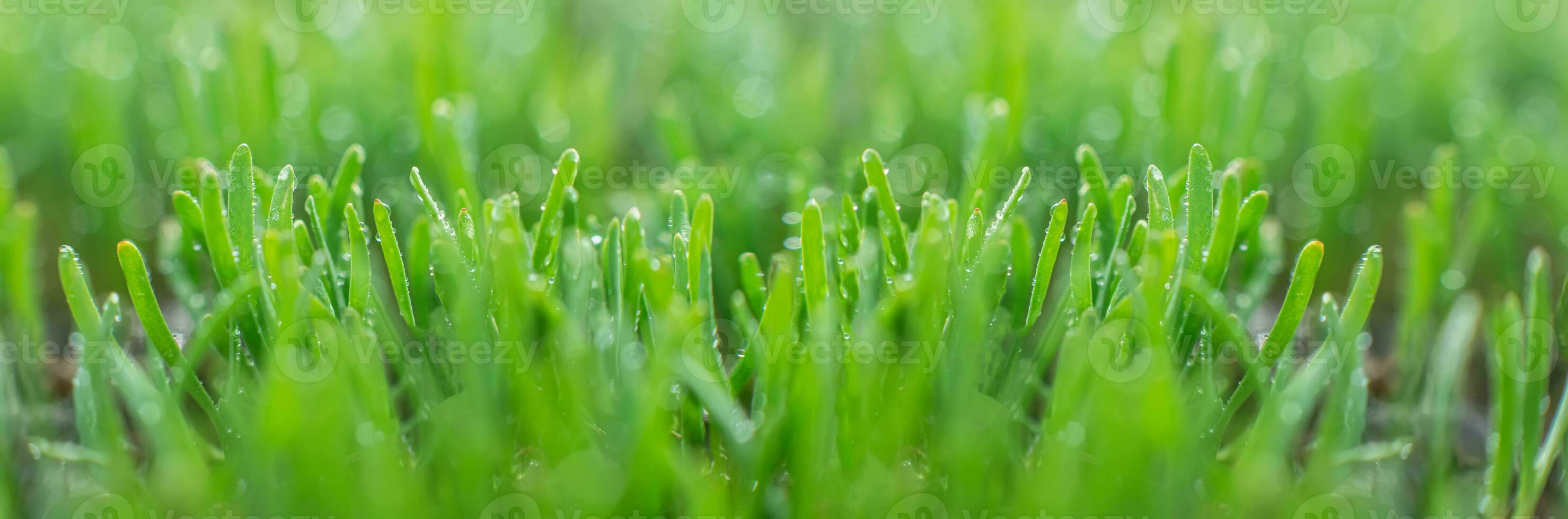 Polygonum aviculare, common knotgrass, prostrate knotweed, birdweed, pigweed and lowgrass. Young green grass sprouts on green background. Spring background. Fresh microgreens. photo