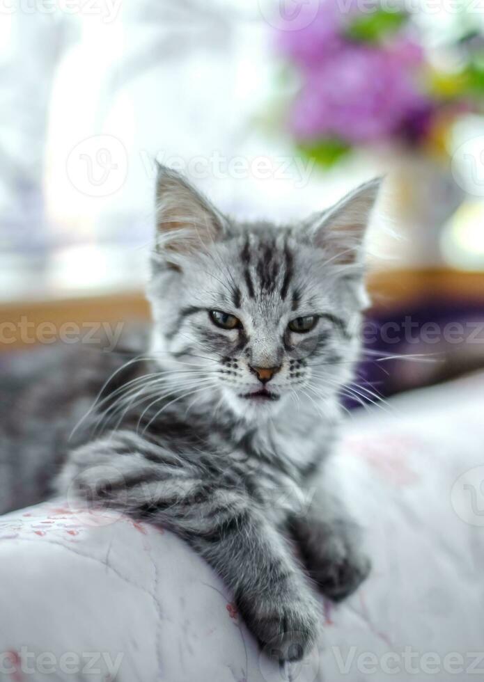 enojado a rayas gatito en sofá. hambriento gato en contra antecedentes de flores foto