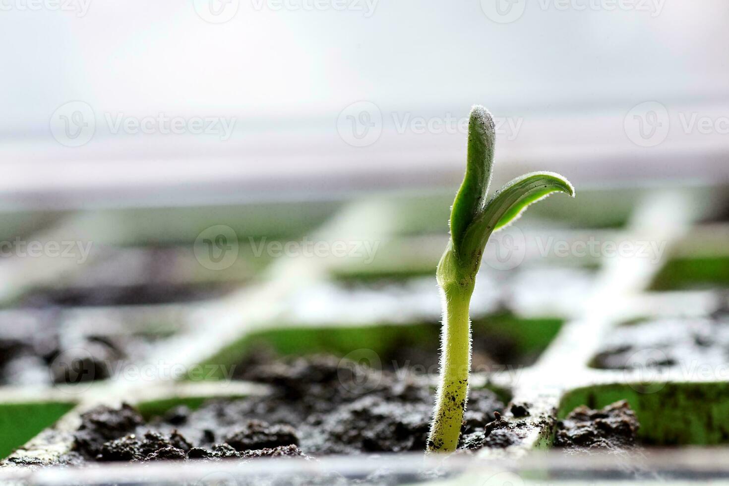 joven brote nuevo Pepino en un antepecho. preparando para el gar foto