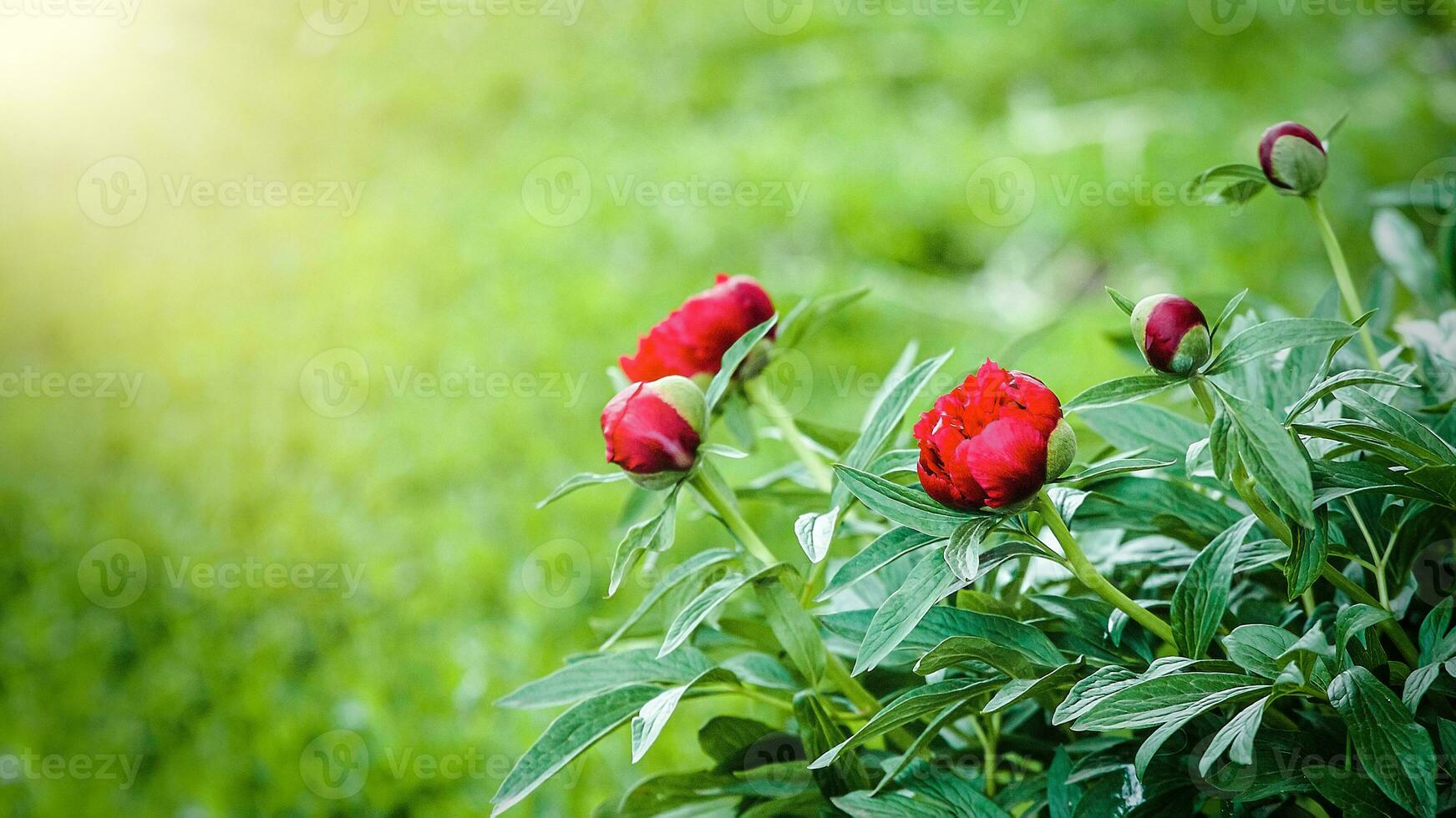 burgundy and red peonies on green blured background in peonies garden. Soft focus photo