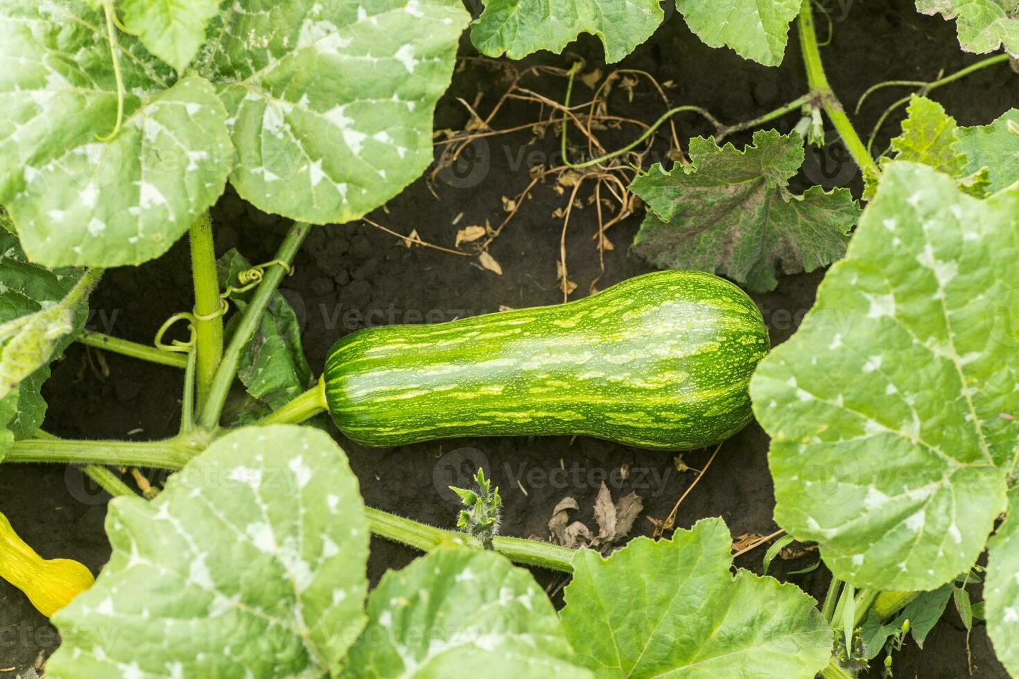Cucurbita pepo among the bushes in the garden surrounded by leaves. Green not ripe pumpkin in garden in the village. Ecological farming. Pure product sprouted on the site. photo