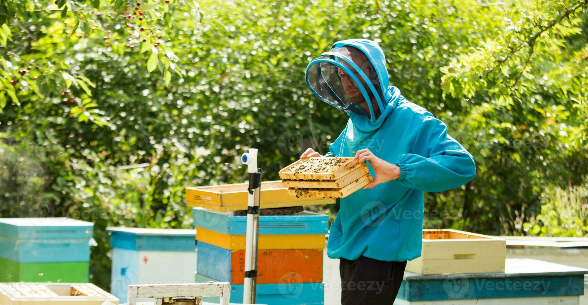 beekeeper returns frame to hive. uniting bee family and puts frame with queen cells in apiary. Beekeeping. photo