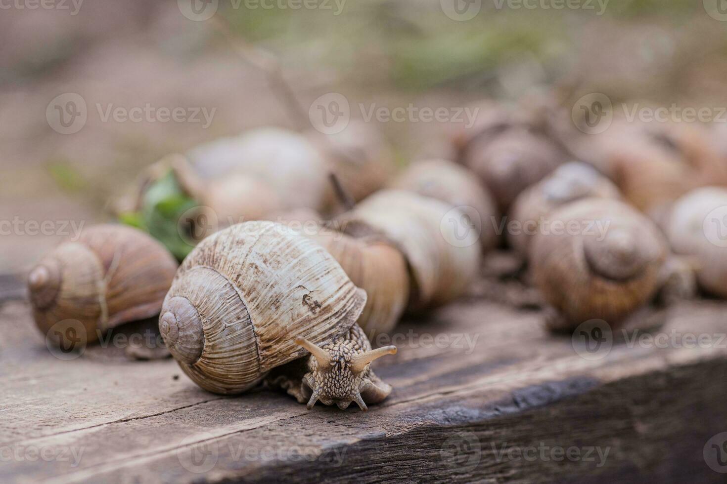 bunch of hand-picked grape snails, summer day in garden. Grape snail farm for restaurants. edible snail or escargot, is a species of large, edible, air-breathing land on wooden plank. photo