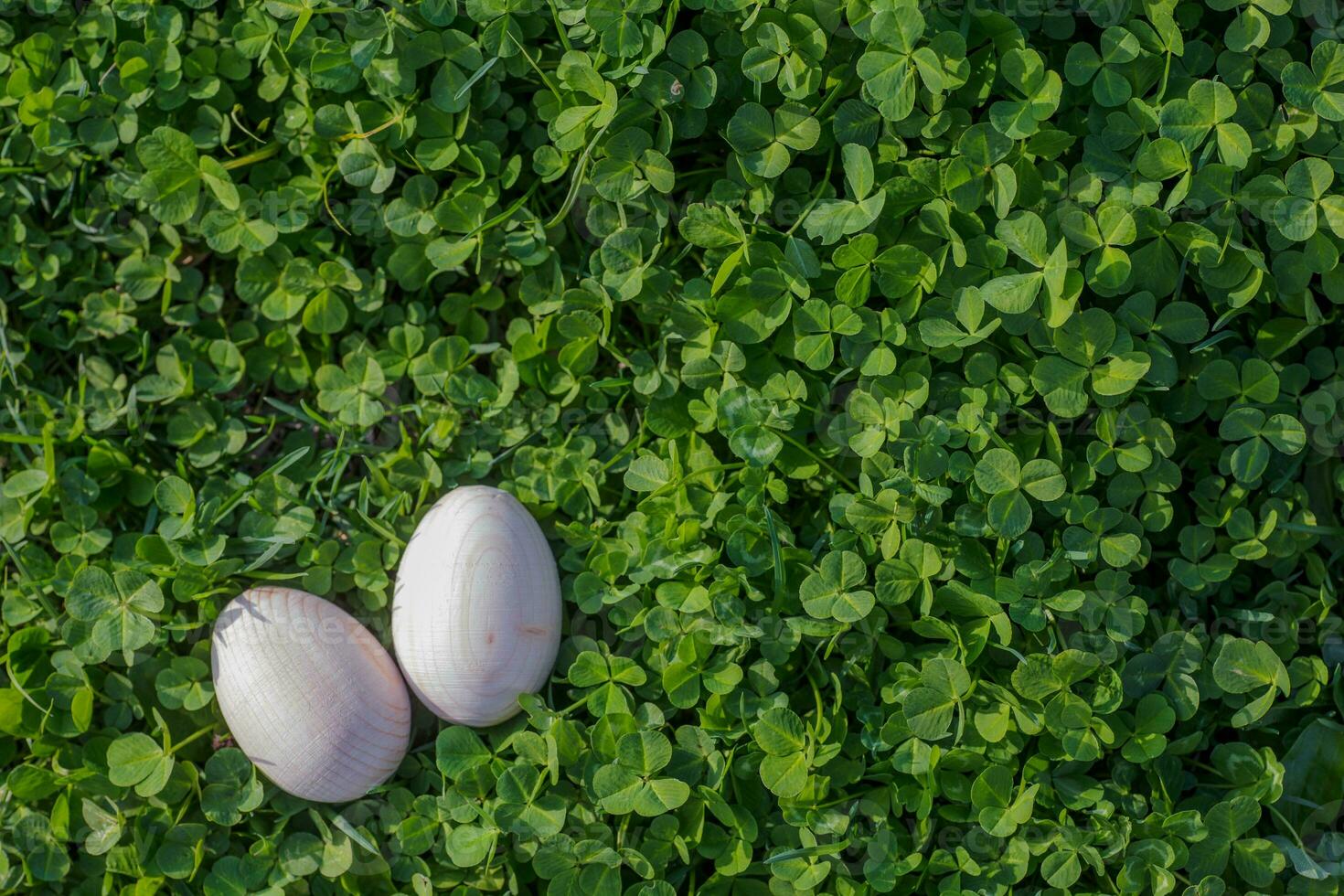 Two white Easter eggs with a branch of apricot in green grass. Easter background. Search for eggs at Easter. photo