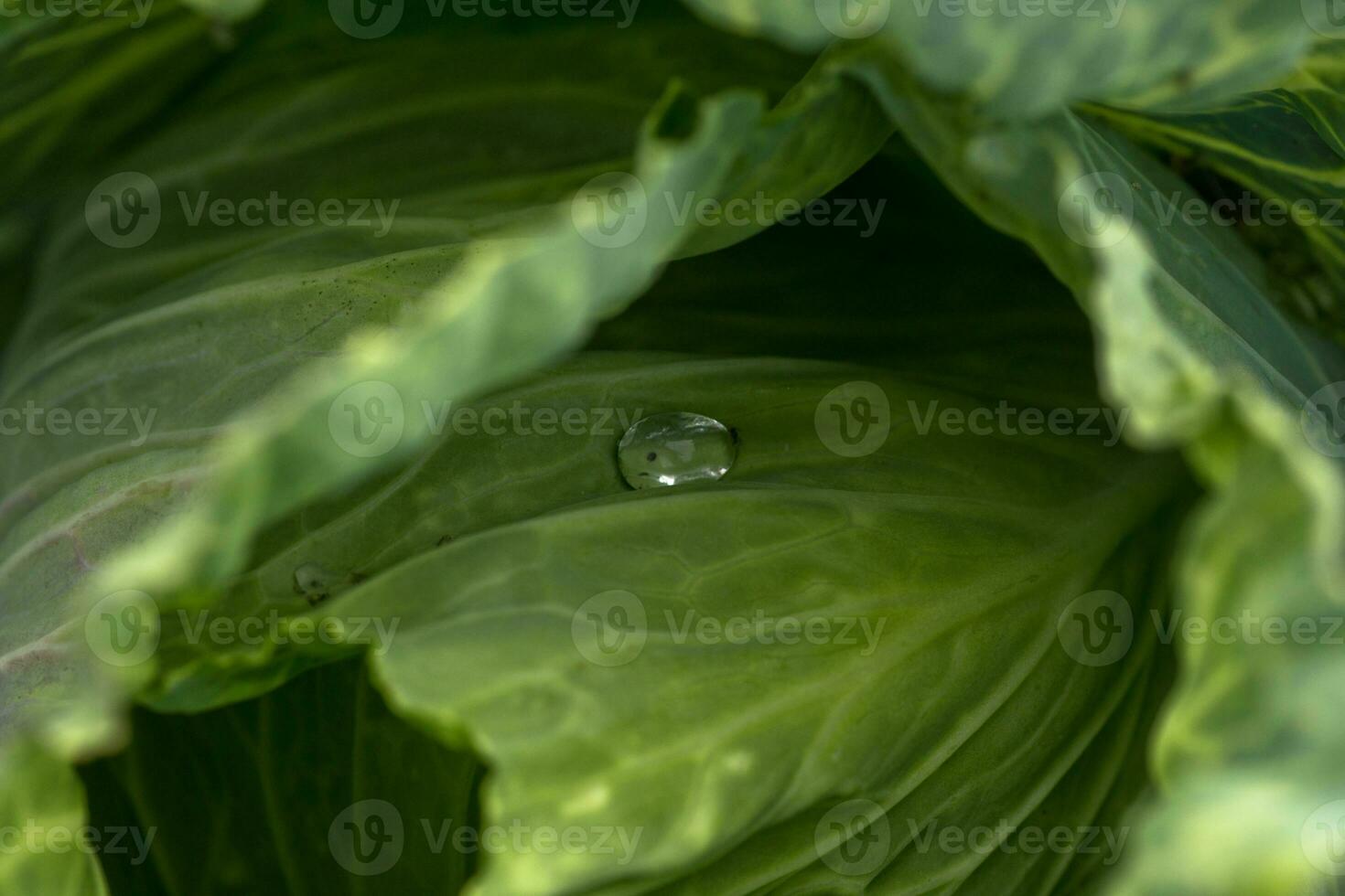 Background of cabbage leaves. Green juicy color of the plant. photo