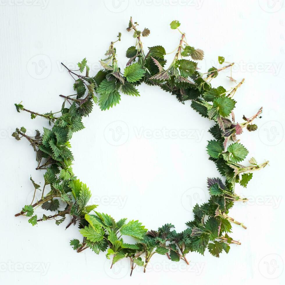 Round frame with branches and green leaves young nettle on on wooden white background. Leaf pattern. Flat lay, top view, copy space photo