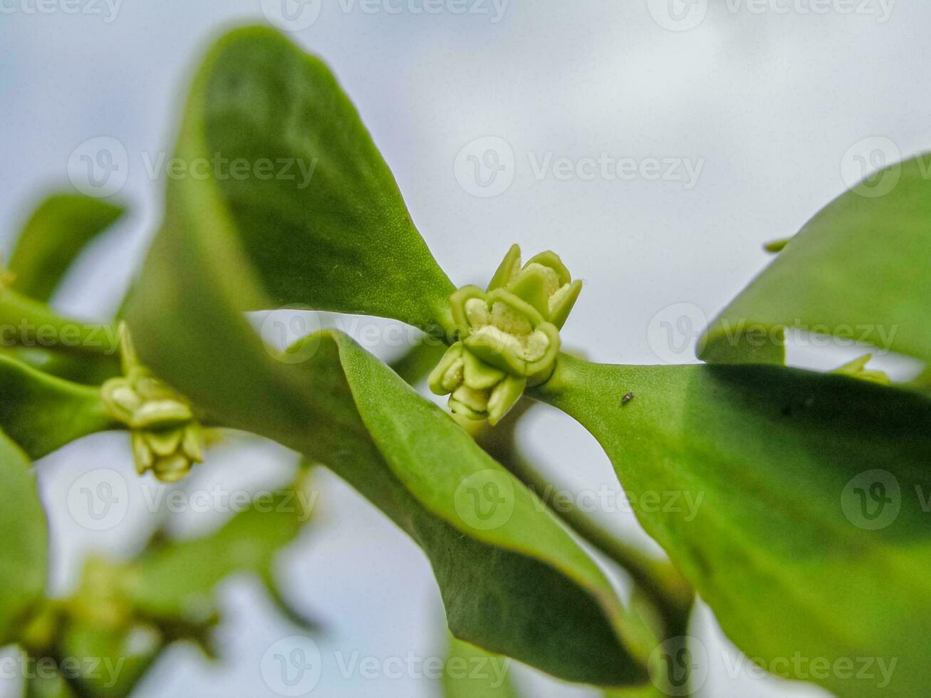 Viscum Green flowers with leaves . Blossoming mistletoe on branches in spring outdoor. Collection of medicinal plants during flowering in summer and spring. Medicinal herbs. self-medication. photo