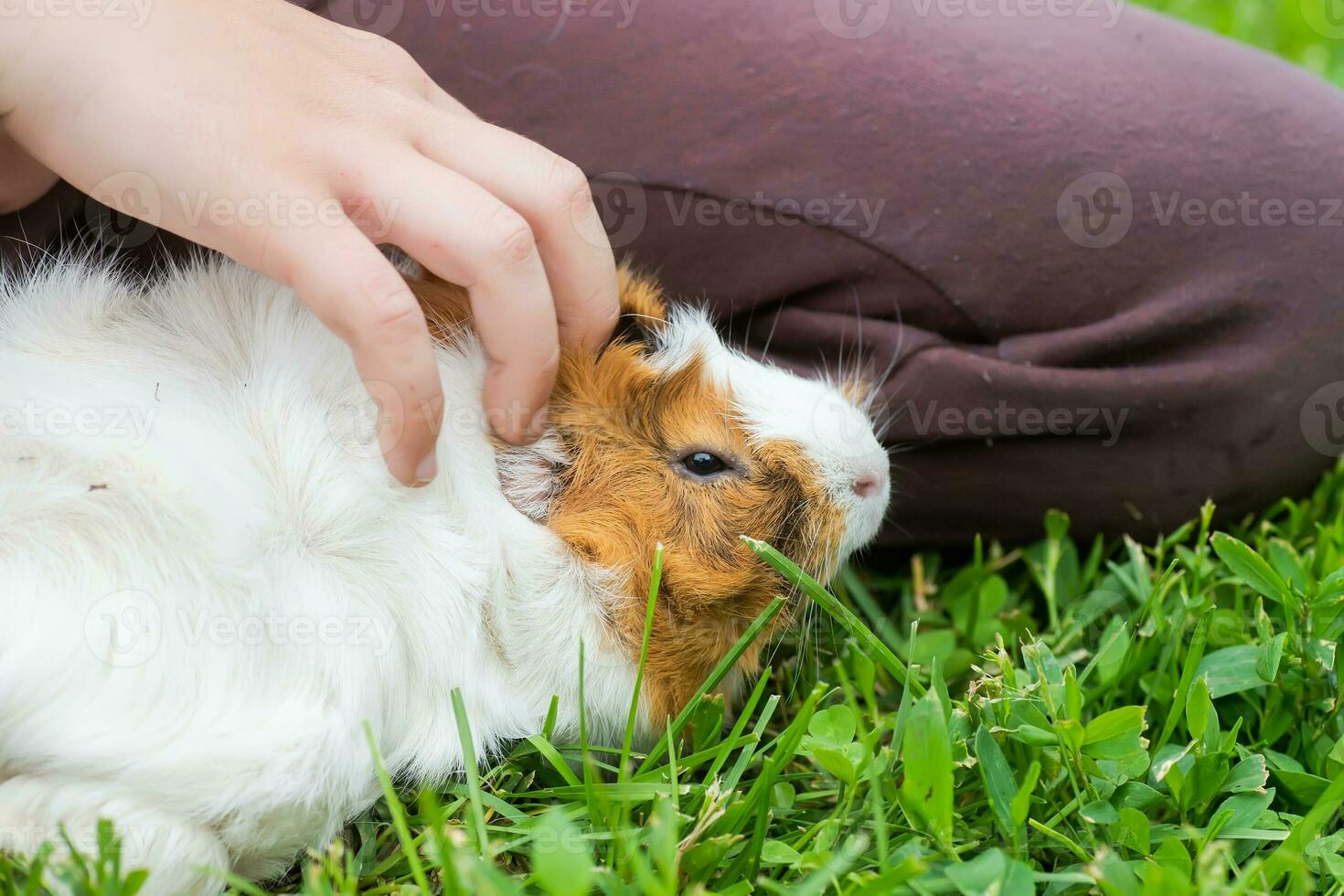 strokes the guinea pig. photo