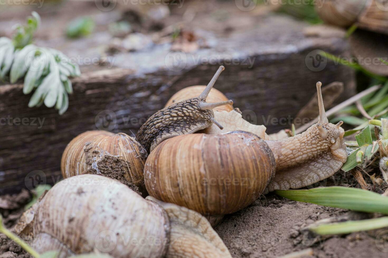 bunch of hand-picked grape snails, summer day in garden. Grape snail farm for restaurants. edible snail or escargot, is a species of large, edible, air-breathing land on wooden plank. photo