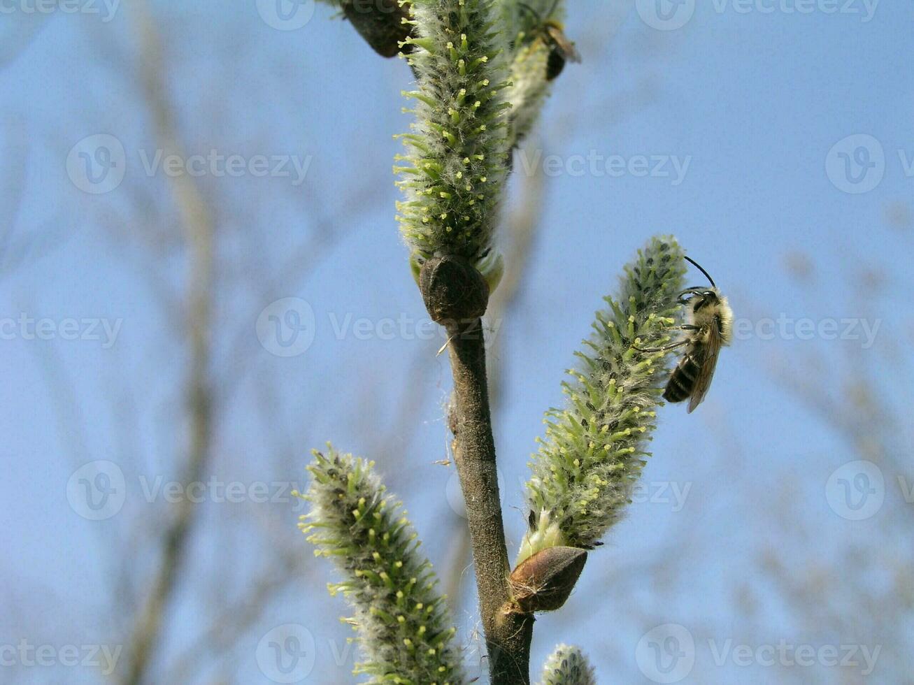 The honey bee collects the pollen from the willow. Not fluffy bl photo