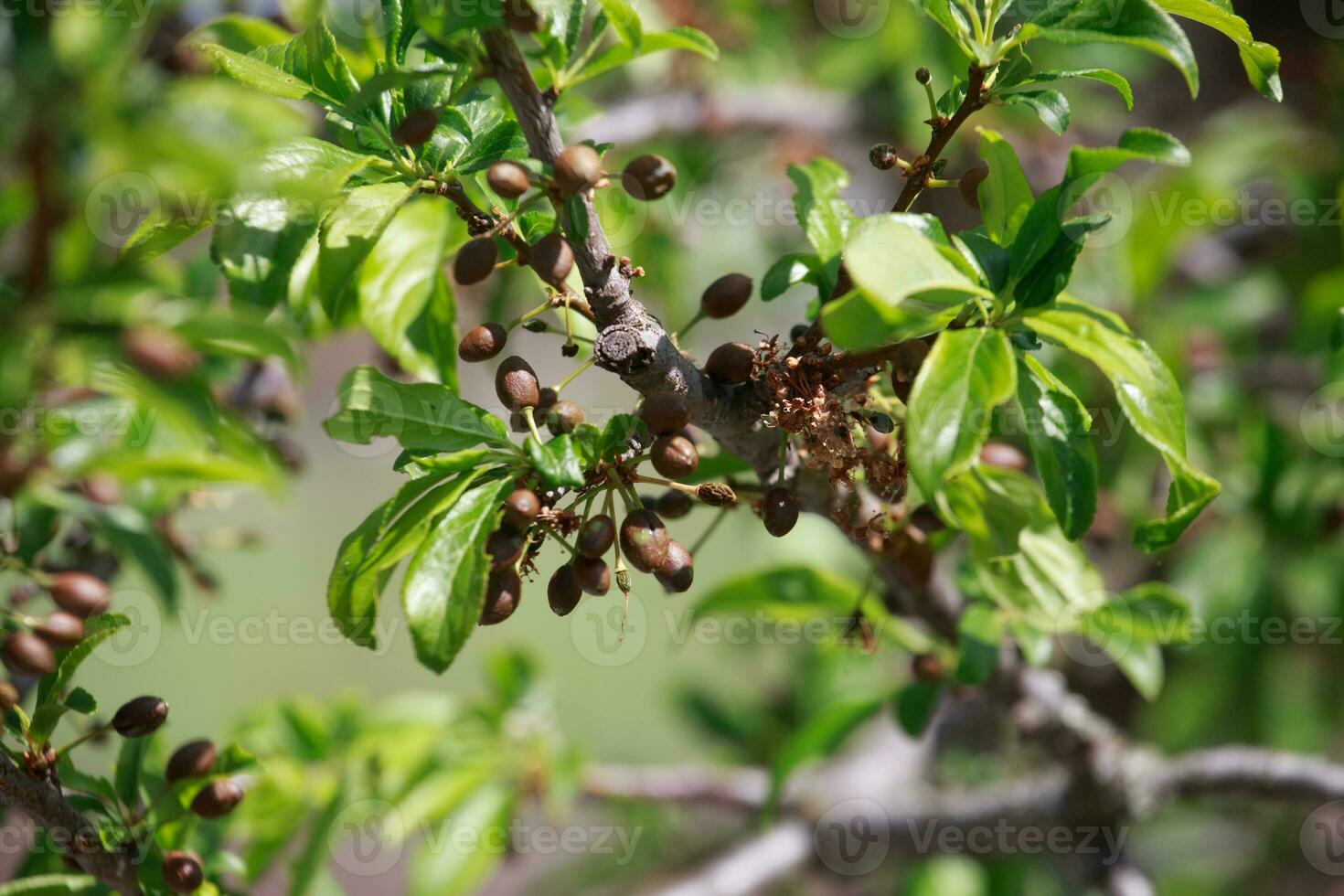 Frostbitten green plum fruit. Plants after sharp cold snap. Dead parts of plants after frost. photo