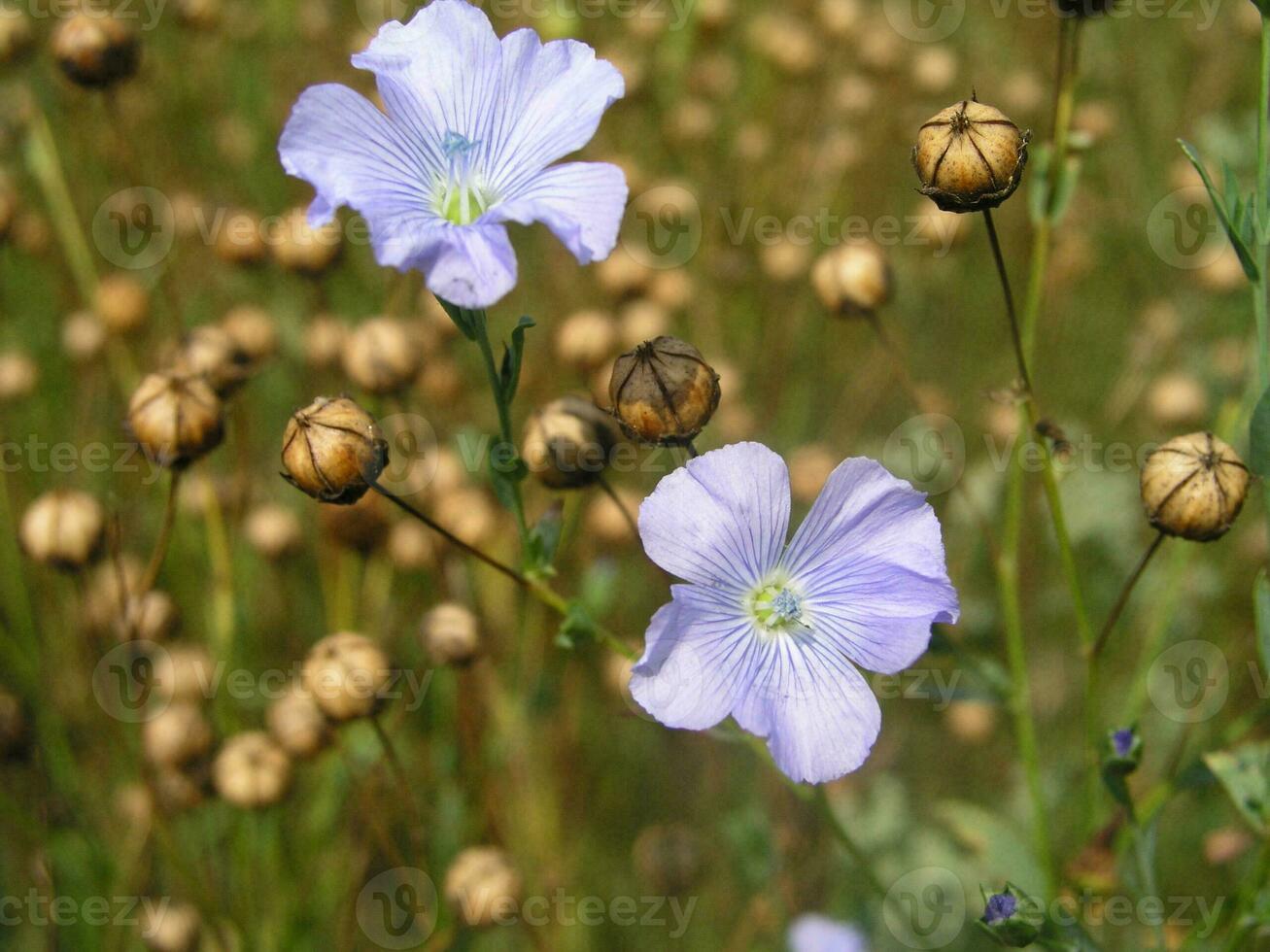 Linum, flax purple flowers on the field. photo