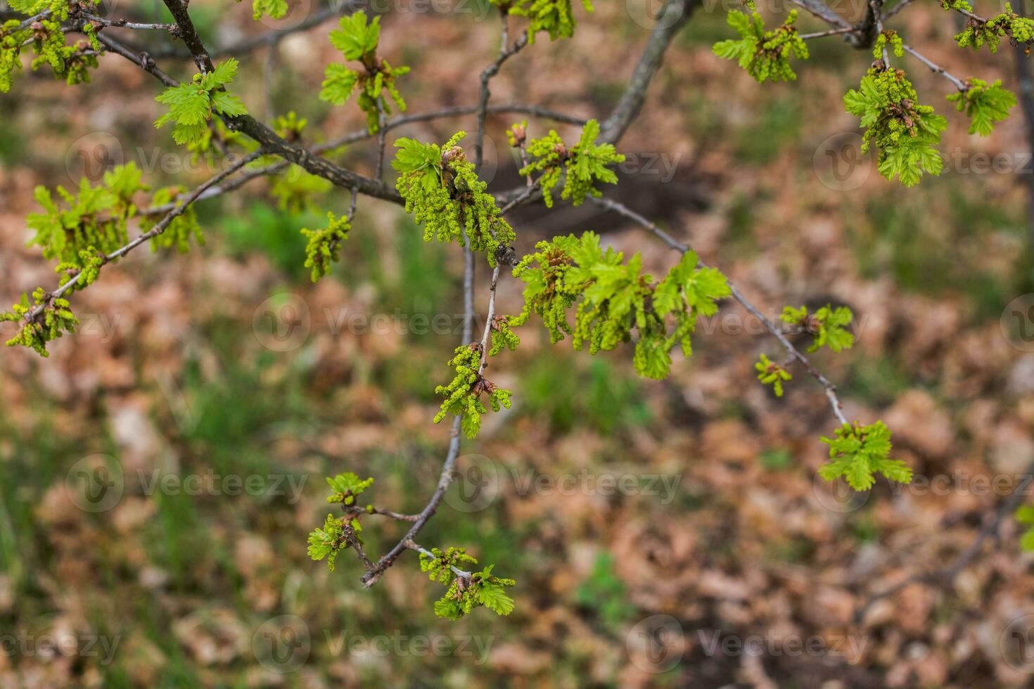 Spring flowering tree oak. Earrings with pollen and young green leaves of an oak. photo