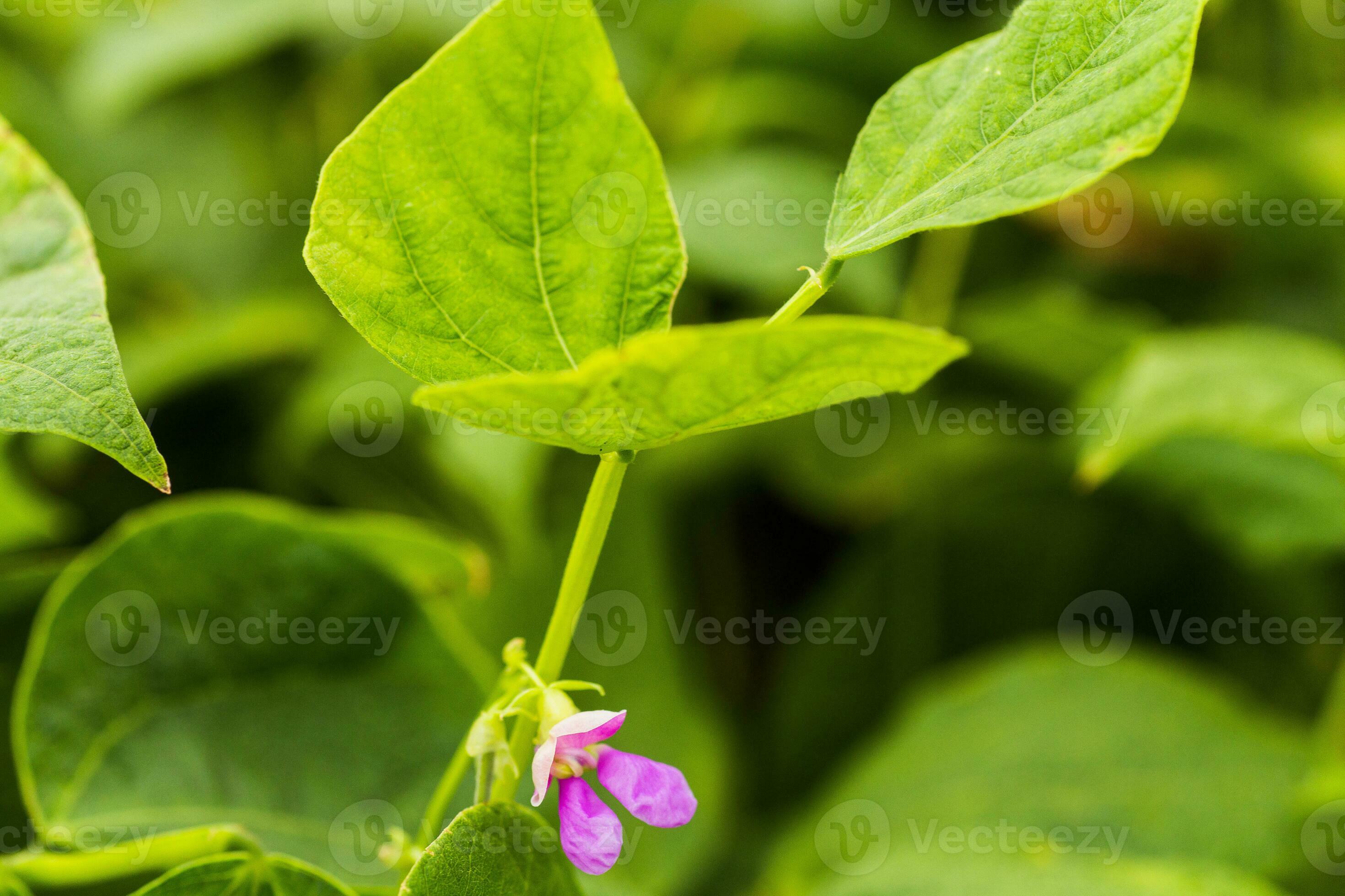 Purple Flowers of green bean on a bush. French beans growing on the