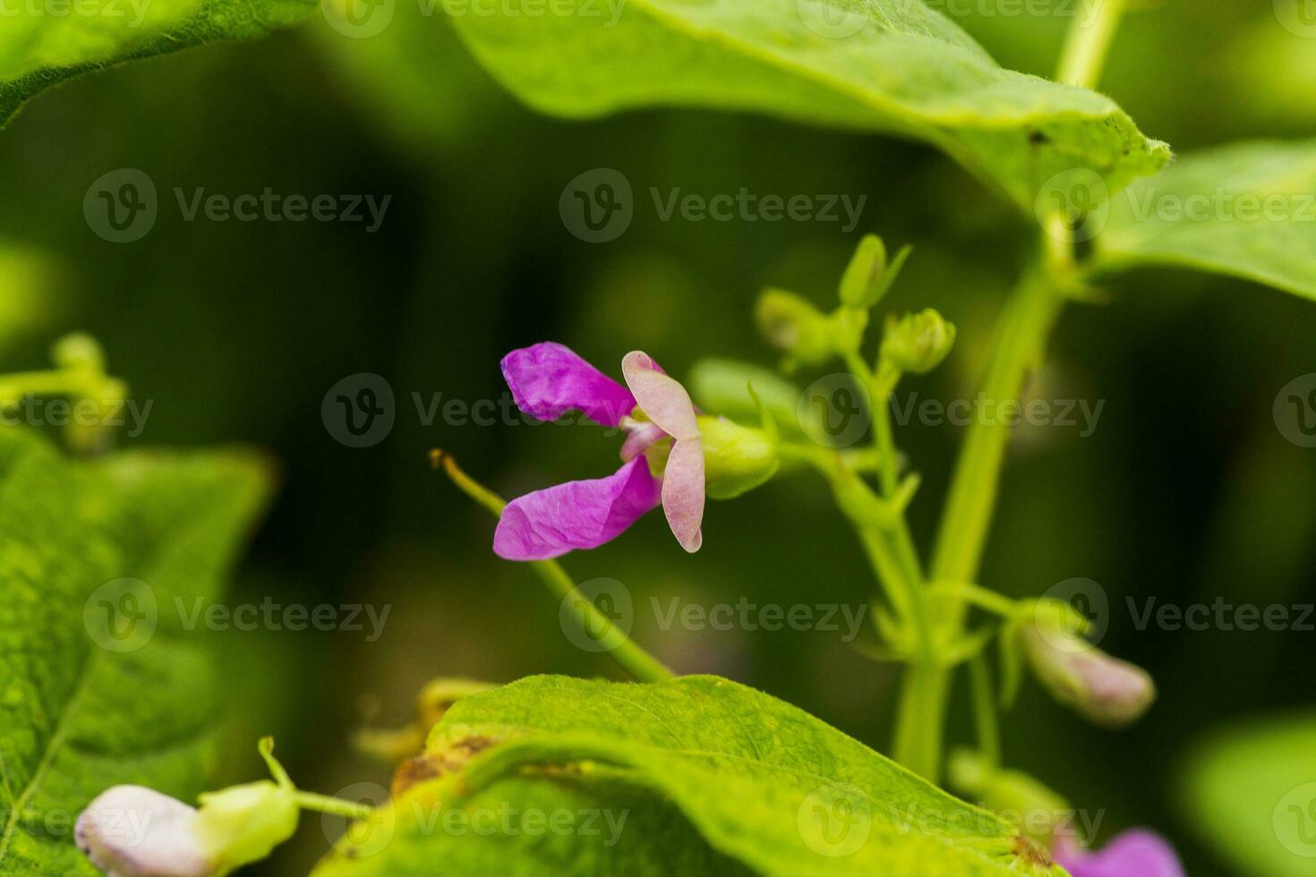 púrpura flores de verde frijol en un arbusto. francés frijoles creciente en el campo. plantas de floración cuerda frijoles. chasquido frijoles rebanadas haricots vert cerca arriba. foto