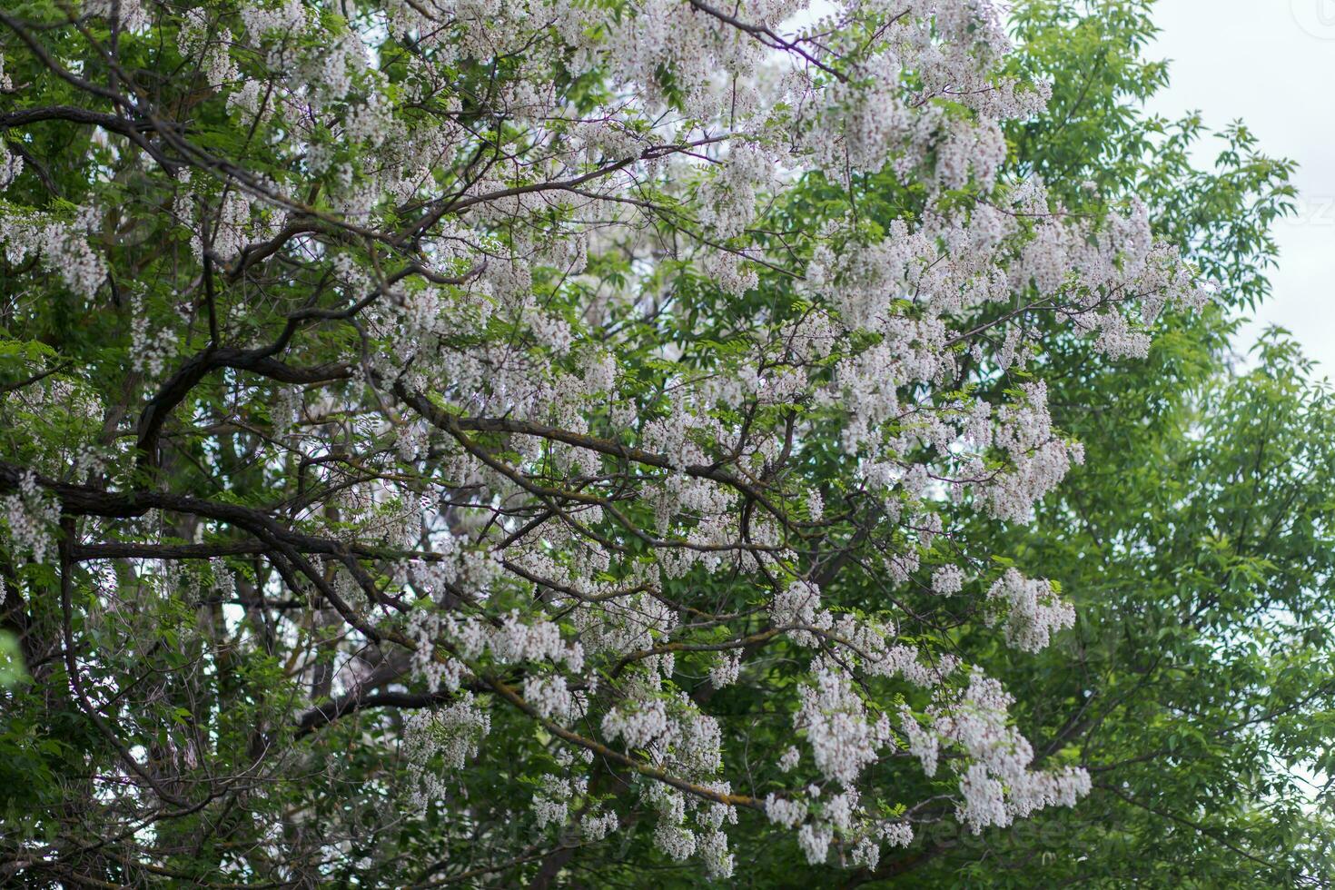 Branches of lush spring blooming white flowers tree acacia. Blooming clusters of acacia. Honey spring plant. Collect nectar. Plant with healthy and delicious honey. photo