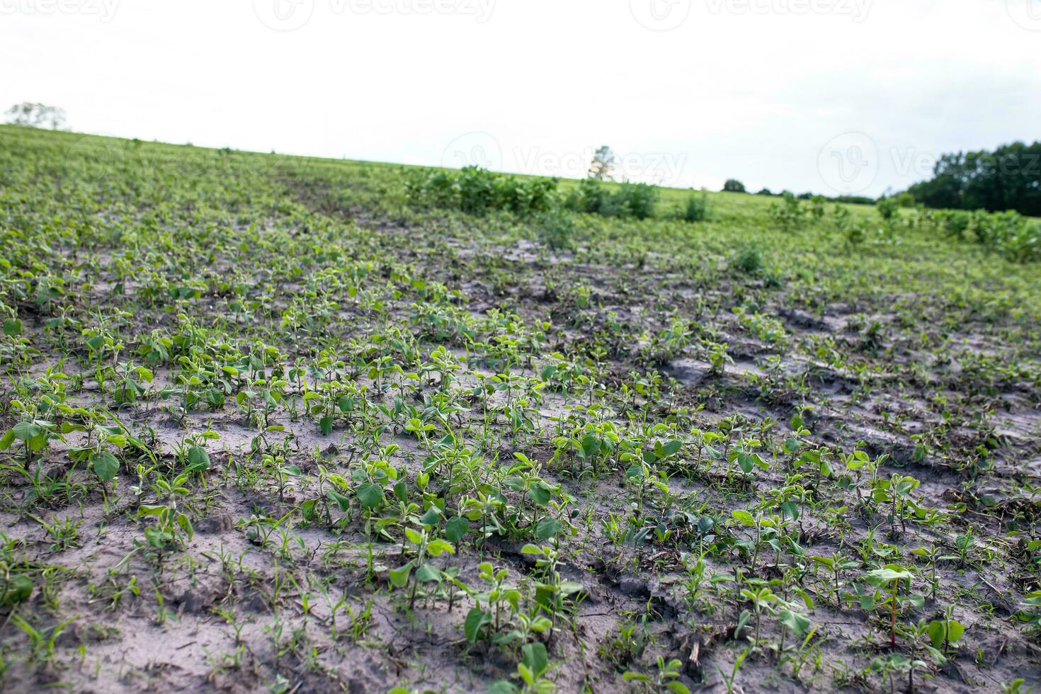 Young soybean sprouts on an organic field after rain. Destroyed harvest during spring downpours. photo