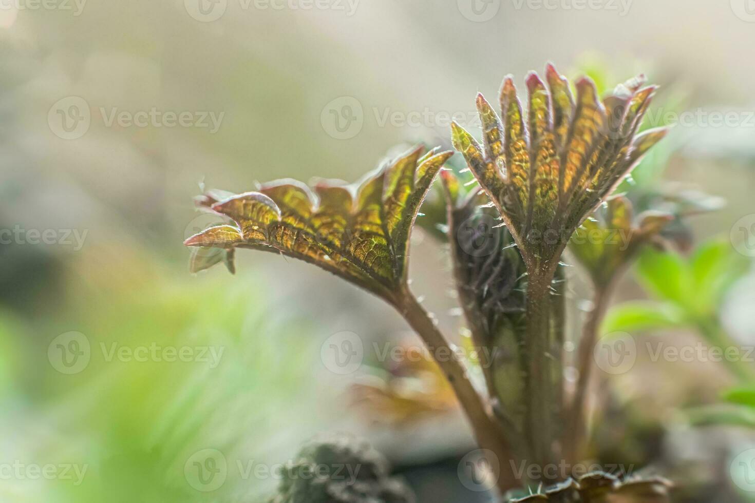 Young nettles in early spring. first ingredients for vitamin salads. Collecting medicinal plants. Huge nettle bush. photo