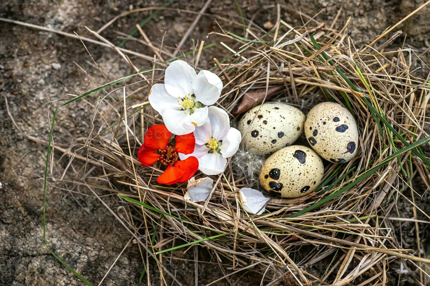 Spotted eggs in the nest on the stump. Bird's Nest close-up photo