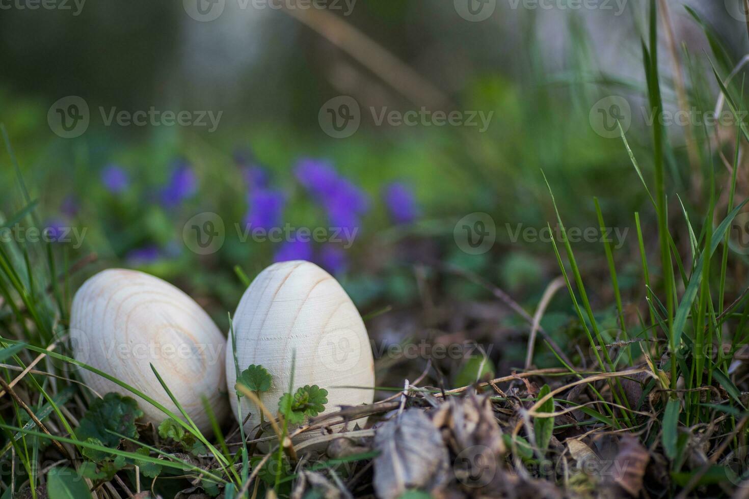Two white Easter eggs with a branch of apricot in green grass. Easter background. Search for eggs at Easter. photo