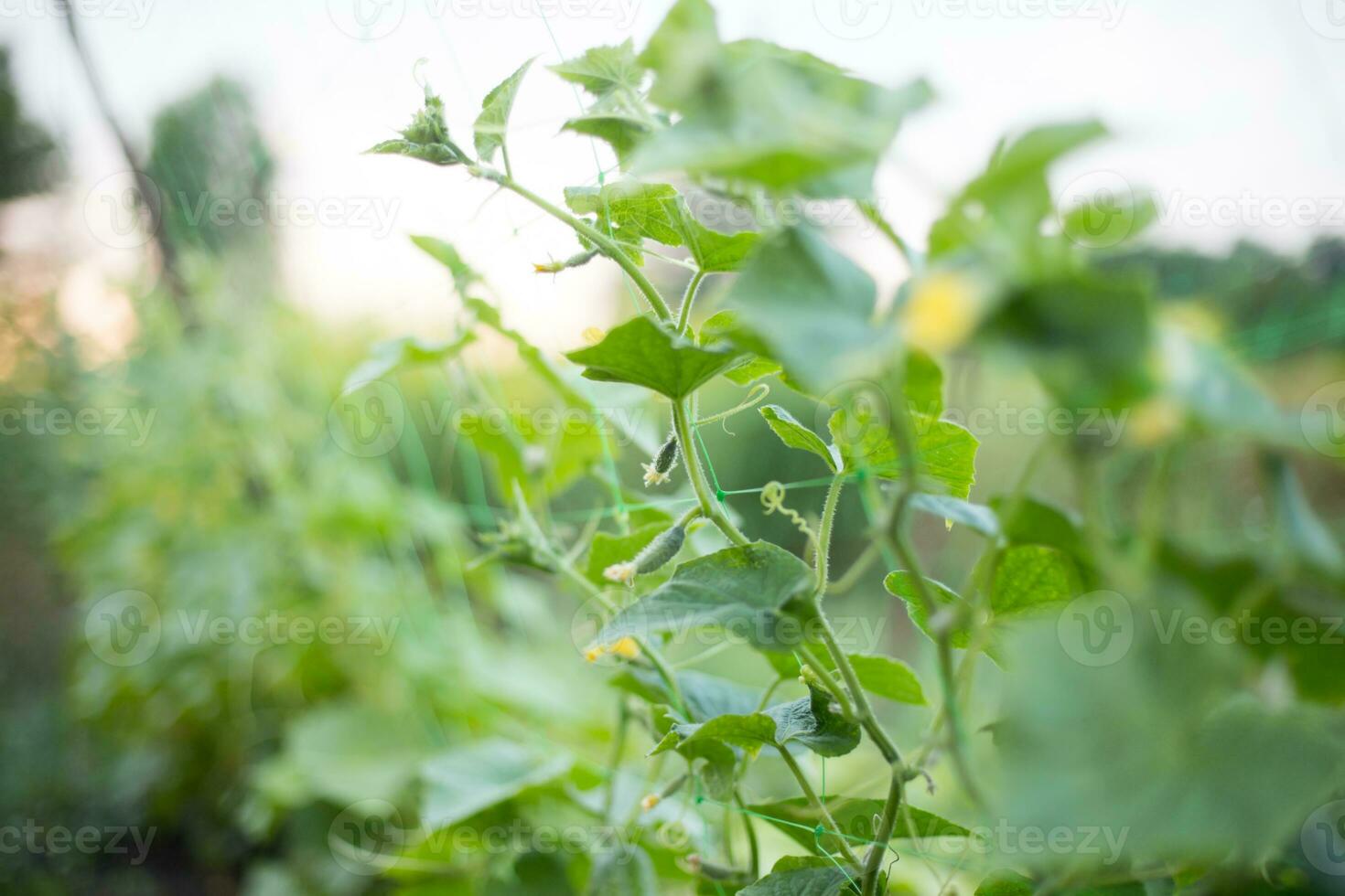 Top cucumber Cucumis sativus sprout with young leaves and antennaeCucumber in garden is tied up on trellis. photo