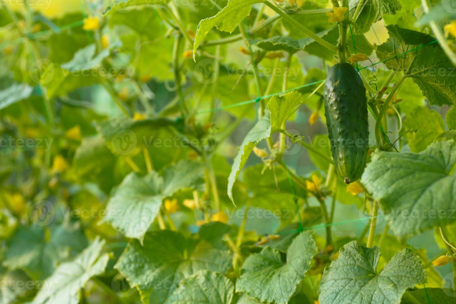 One green ripe cucumber on a bush among the leaves. Cucumber on the background of the garden. photo