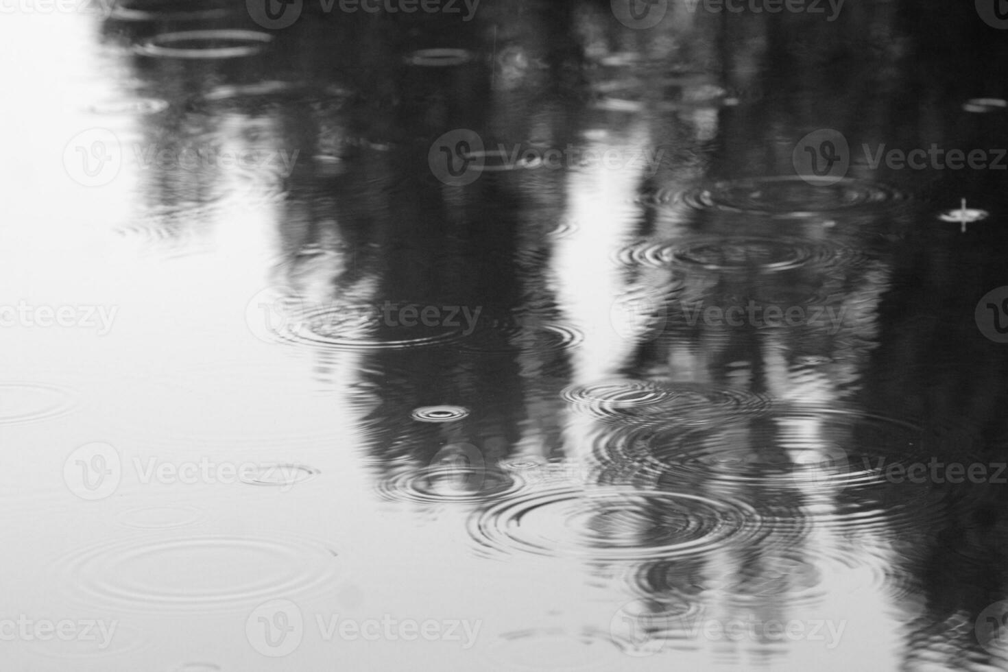 puddle with raindrops in which reflection trees. Autumn weather. Black-and-white photo