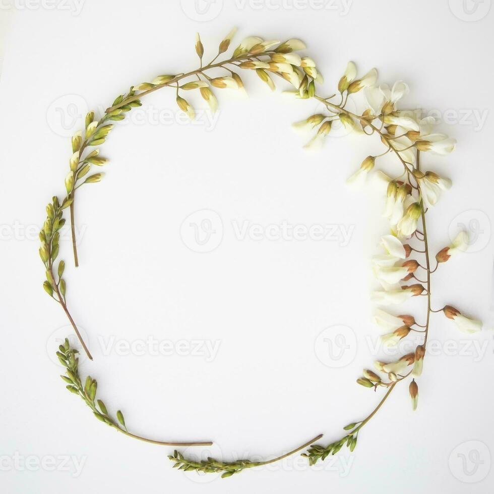Frame of buds and acacia flowers on a white background. Spring background for honey advertising. photo
