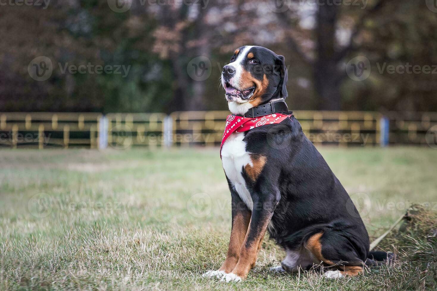 lucky Bernese Berner Sennenhund Big dog on green field. Portrait of large domestic dog. A beautiful animal with a bandana on neck. photo