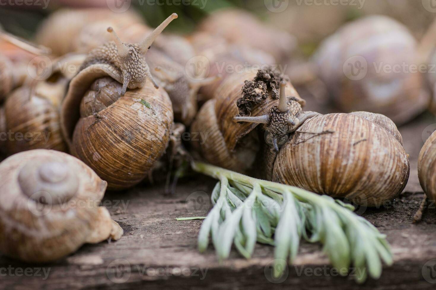 bunch of hand-picked grape snails, summer day in garden. Grape snail farm for restaurants. edible snail or escargot, is a species of large, edible, air-breathing land on wooden plank. photo