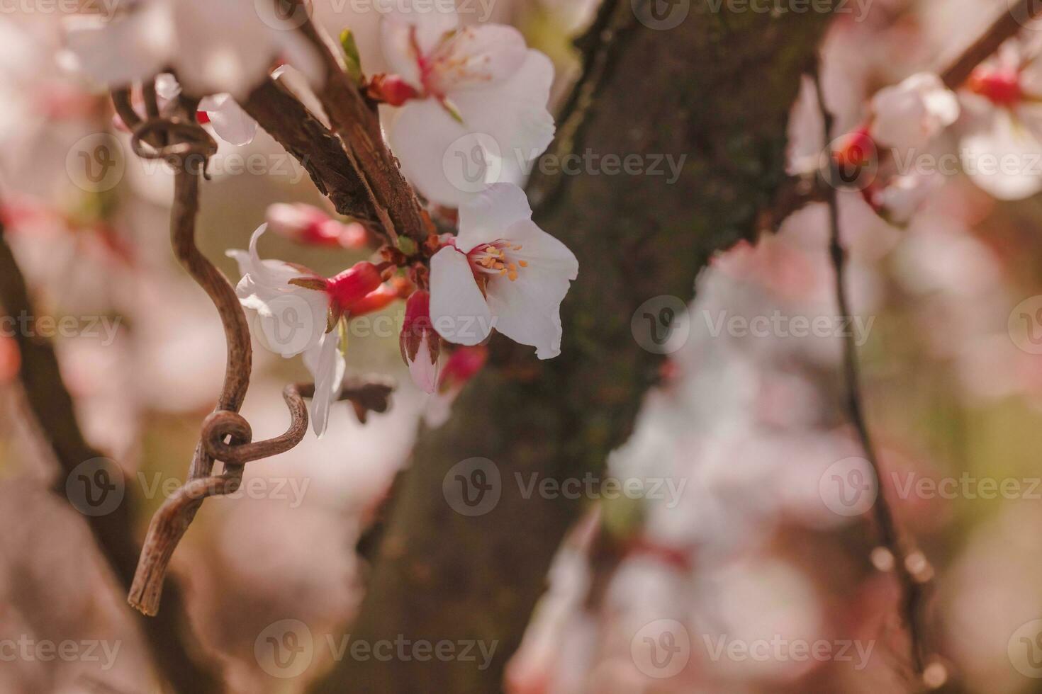 Bee on flower of Nanking cherry Prunus tomentosa photo