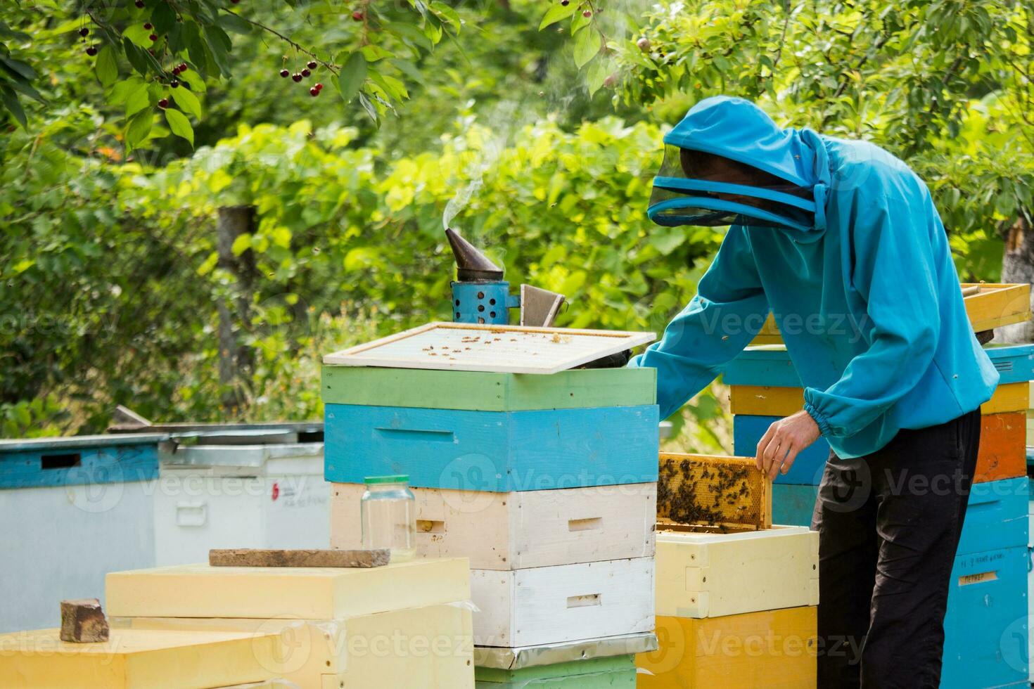 beekeeper returns frame to hive. uniting bee family and puts frame with queen cells in apiary. Beekeeping. photo
