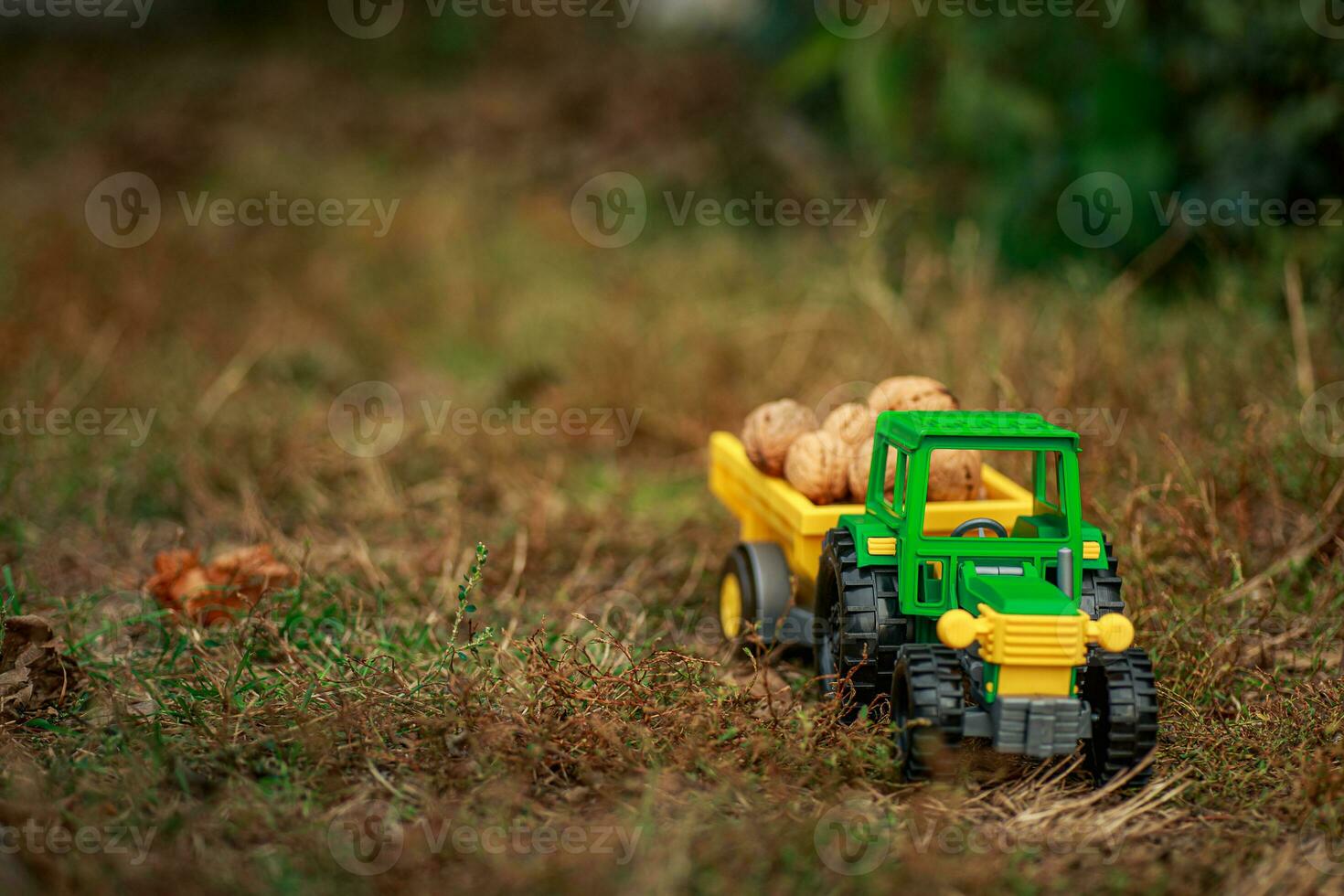 verde tractor lleva nueces en el atrás. juguete tractor con un cosecha de maduro nueces foto