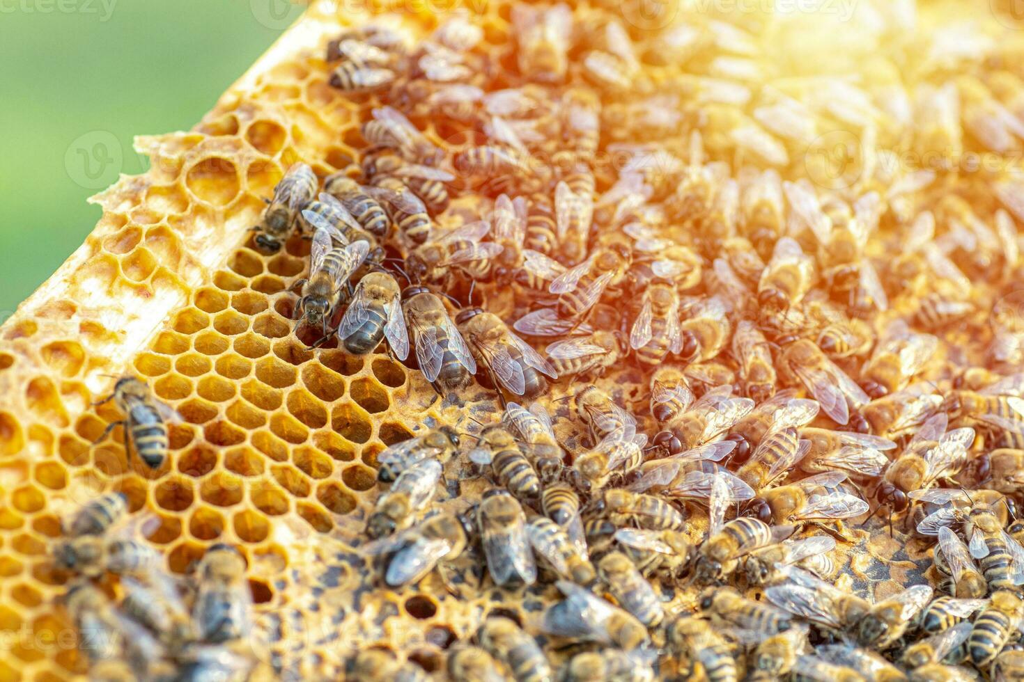 Drones on a wax frame surrounded by bee colonies. Beekeeping. Growing drones to select sperm. Artificial insemination of the queen bee with sperm of donor's drone. photo
